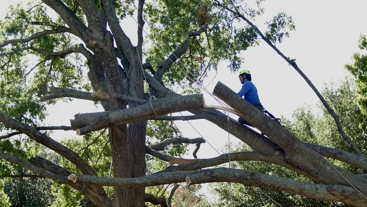 Professional Crown Thinning performed by certified arborists in Dudley